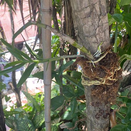 Owl House Hotel Piedades Exterior photo